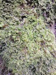 Attēlu rezultāti vaicājumam “Diplophyllum albicans”