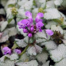Attēlu rezultāti vaicājumam “Lamium maculatum leaf”