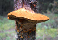 Attēlu rezultāti vaicājumam “Inonotus rheades”