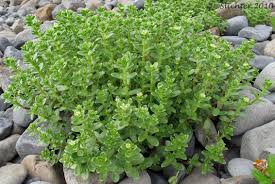 Attēlu rezultāti vaicājumam “Honckenya peploides”