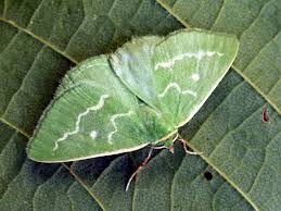 Attēlu rezultāti vaicājumam “Thetidia smaragdaria”