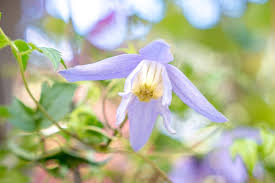 Attēlu rezultāti vaicājumam “Clematis flower”