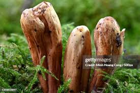 Attēlu rezultāti vaicājumam “Clavariadelphus pistillaris”