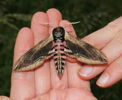 Attēlu rezultāti vaicājumam “Sphinx ligustri”