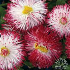 Image result for Bellis perennis