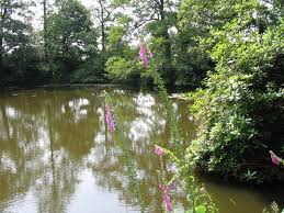 Image result for Bay Malton Angling Club