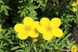 Attēlu rezultāti vaicājumam “Potentilla”