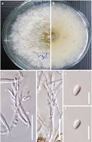 Attēlu rezultāti vaicājumam “Biscogniauxia marginata”