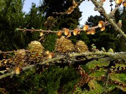 Attēlu rezultāti vaicājumam “Larix kaempferi”