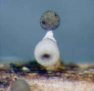 Attēlu rezultāti vaicājumam “Physarum rubiginosum plasmodium”