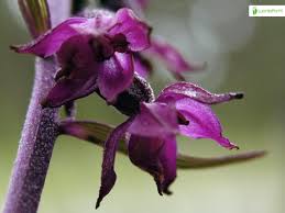 Attēlu rezultāti vaicājumam “Epipactis atrorubens fruit”