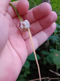 Attēlu rezultāti vaicājumam “Allium sativum bud”