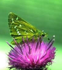 Attēlu rezultāti vaicājumam “Hesperia comma underside”