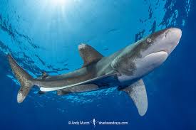 Image result for Carcharhinus longimanus
