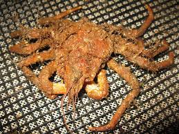 Image result for Hyas araneus