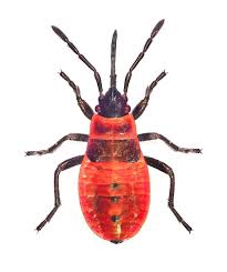 Attēlu rezultāti vaicājumam “Pyrrhocoris apterus nymph”