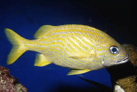 Image result for Haemulon flavolineatum