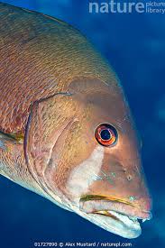 Image result for Lutjanus jocu