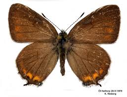 Attēlu rezultāti vaicājumam “Satyrium pruni”