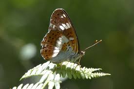 Attēlu rezultāti vaicājumam “Limenitis camilla underside”