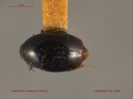 Attēlu rezultāti vaicājumam “Scaphisoma sp.”