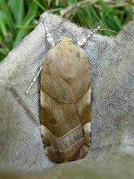 Attēlu rezultāti vaicājumam “Noctua fimbriata imago”