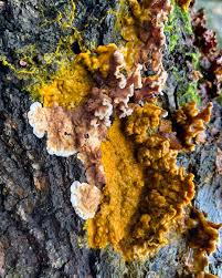 Attēlu rezultāti vaicājumam “Badhamia utricularis plasmodium”