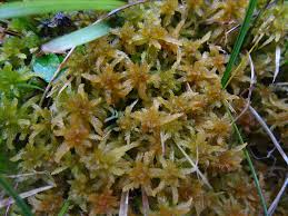 Attēlu rezultāti vaicājumam “Sphagnum contortum”