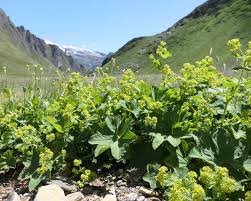 Image result for Frauenmantel