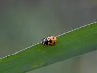 Attēlu rezultāti vaicājumam “Hippodamia notata”