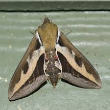 Attēlu rezultāti vaicājumam “Eulithis pyraliata”