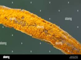 Attēlu rezultāti vaicājumam “Triphragmium ulmariae”