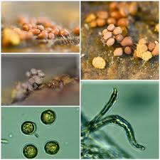 Attēlu rezultāti vaicājumam “Diderma subincarnatum plasmodium”