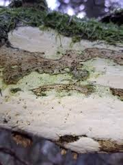 Attēlu rezultāti vaicājumam “Sidera lenis”