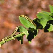Attēlu rezultāti vaicājumam “Calophasia lunula larva”