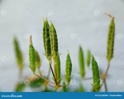 Attēlu rezultāti vaicājumam “Oxalis corniculata fruit”
