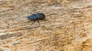 Attēlu rezultāti vaicājumam “Dorcus parallelopipedus”