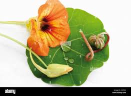 Attēlu rezultāti vaicājumam “Tropaeolum majus bud”