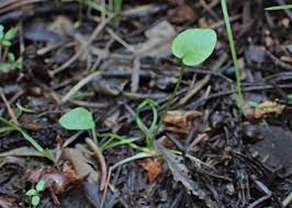 Attēlu rezultāti vaicājumam “Ranunculus flammula leaf”