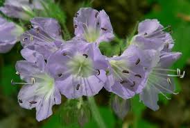 Attēlu rezultāti vaicājumam “Hydrophyllaceae”