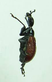 Attēlu rezultāti vaicājumam “Apoderus coryli”