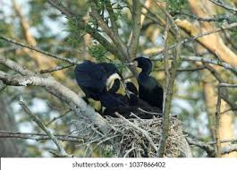 Attēlu rezultāti vaicājumam “Phalacrocorax carbo nest”