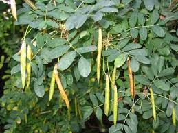 Attēlu rezultāti vaicājumam “Caragana arborescens leaf”