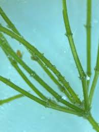 Attēlu rezultāti vaicājumam “Chara aspera”