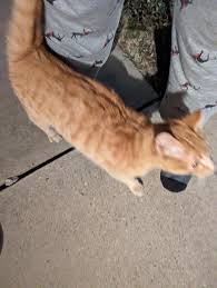 Image result for cat found