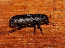 Attēlu rezultāti vaicājumam “Hylastes sp.”