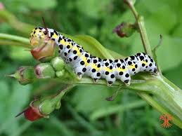Attēlu rezultāti vaicājumam “Shargacucullia scrophulariae”