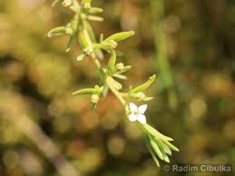 Attēlu rezultāti vaicājumam “Thesium alpinum leaf”