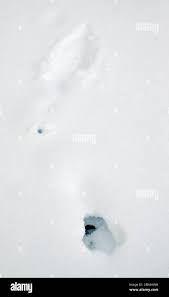 Attēlu rezultāti vaicājumam “Bonasa bonasia eggs”