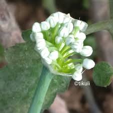 Attēlu rezultāti vaicājumam “Allium cepa bud”